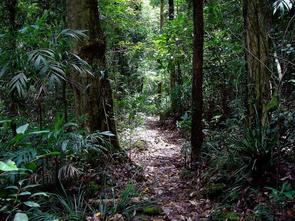 Villa Springbrook Lyrebird Retreat Esterno foto